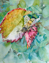 Dorado Bee