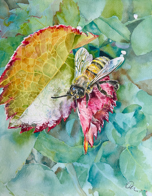 Dorado Bee